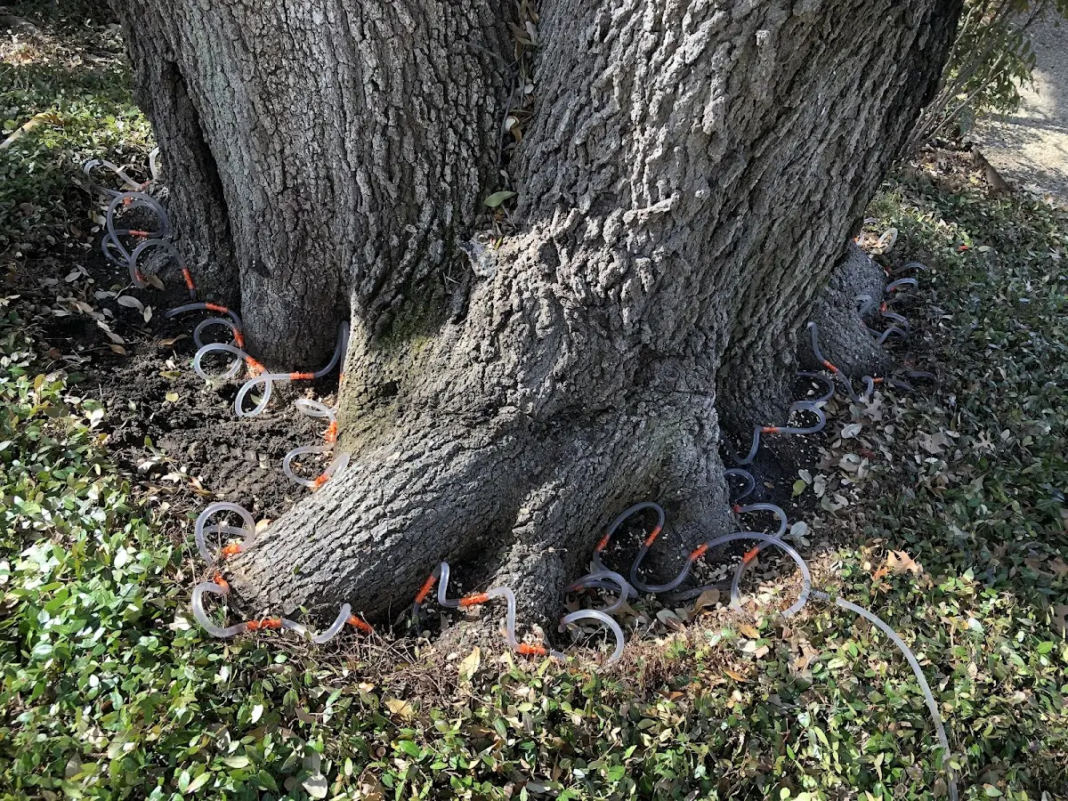 Detailed Tree Cabling and Bracing job site in Brownsboro